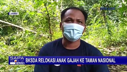 Anak Gajah Kakinya Luka Kena Jerat Babi di Jambi, Lanjut Dirawat dan Direlokasi