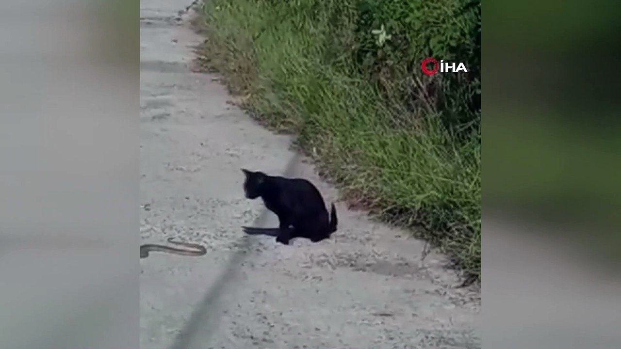Kedi ile yılanın kavgasında pes eden yılan oldu