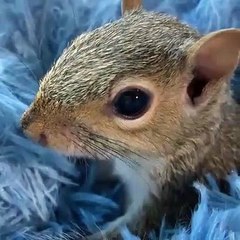 funny animals - funny animal videos ❤ funny animals fails ❤  laugh best funny videos  Shorts