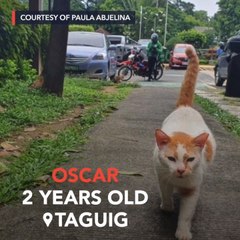 Village cat Oscar shows us who’s boss