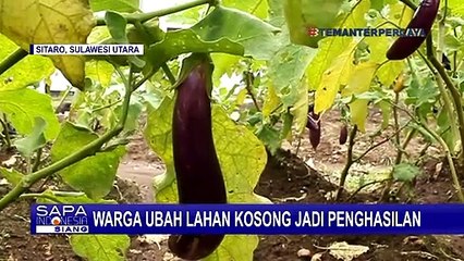 Lahan Kosong Diubah Jadi Penghasilan dengan Ditanami Sayuran