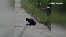 Kedi ile yılanın kavgası belgesel filmlerini aratmadı
