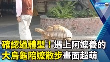 確認過體型！遇上阿嬤養的   大烏龜陪嬤散步畫面超萌｜Sulcata Tortoise Walking