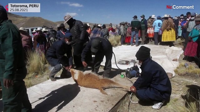 Ancient vicuna shearing tradition lives on in Peruvian Andes