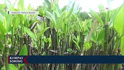Sebanyak 2.000 Bibit Di Semaikan Pada Kawasan Hutan Mangrove