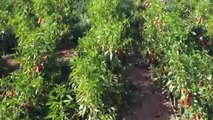ŞANLIURFA - Kırmızı biber hasadı devam ediyor