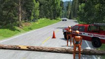 Cars vs Fallen Tree #2 – BeamNG.Drive