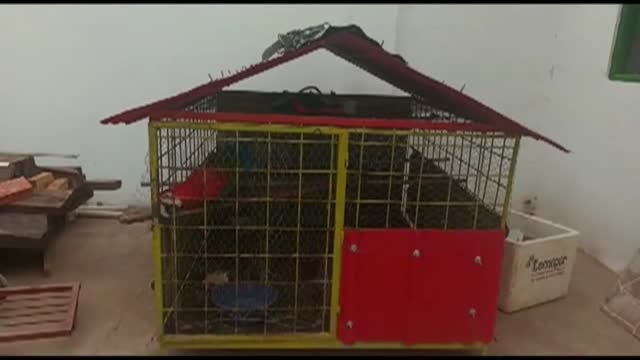 Rescatan a decenas de animales intoxicados por los incendios en el sur de Bolivia