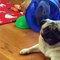 AWW SOO Cute and Funny Pug Puppies - Funniest Pug Ever #21