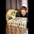 Funny And SOO Cute Husky Puppies Compilation #14 - Cutest Husky Puppy