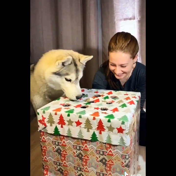 Funny And SOO Cute Husky Puppies Compilation #1...