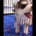 Funny And SOO Cute Husky Puppies Compilation #13 - Cutest Husky Puppy