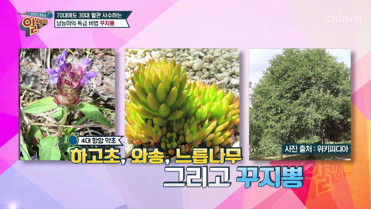 a.k.a 혈관 청소부 ❛꾸지뽕❜으로 혈관 건강 해결^^ TV CHOSUN 20210...