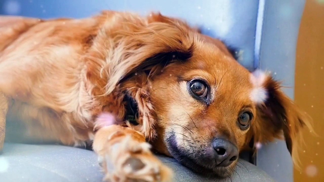 Dog Relaxing Music, Dod stress relief music, peaceful instruments music