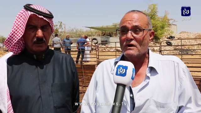 نفوق عشرات الأغنام لأسباب مجهولة في الكرك