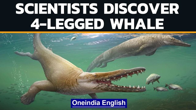 Ancient whale with 4 legs discovered by Egyptian scientists | Oneindia News
