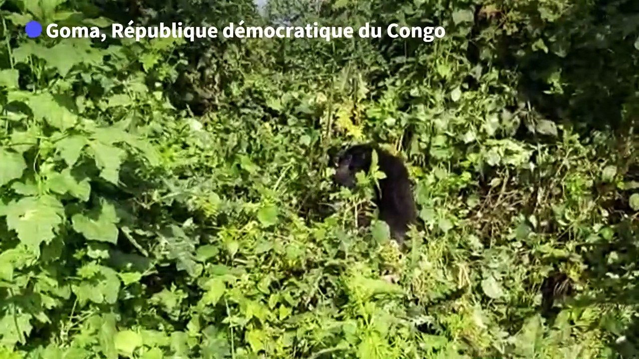 RDC: nouvelle naissance d'un gorille de montagne au parc des Virunga