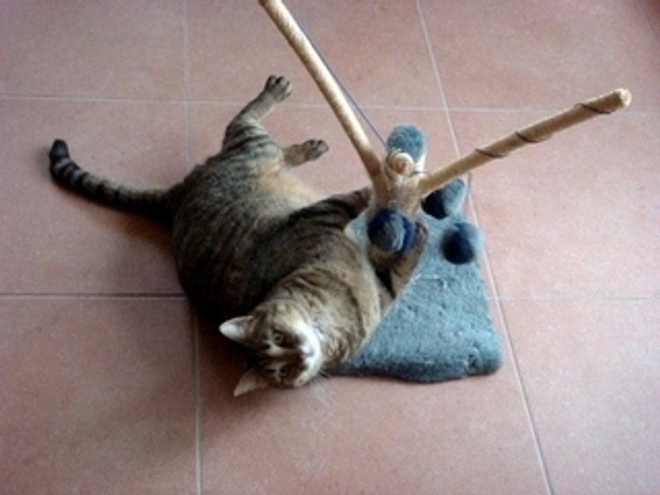 Délires sur l'arbre à chats!