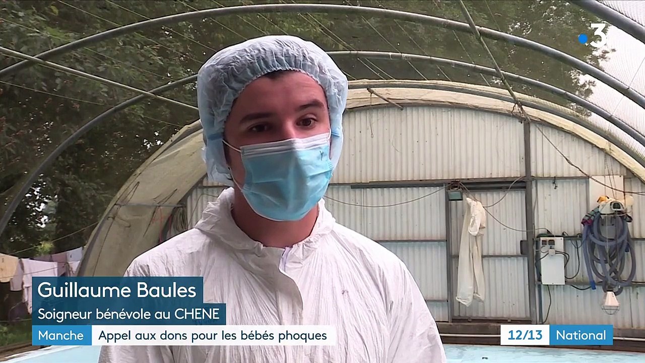 Manche : un appel aux dons pour les bébés phoques abandonnés