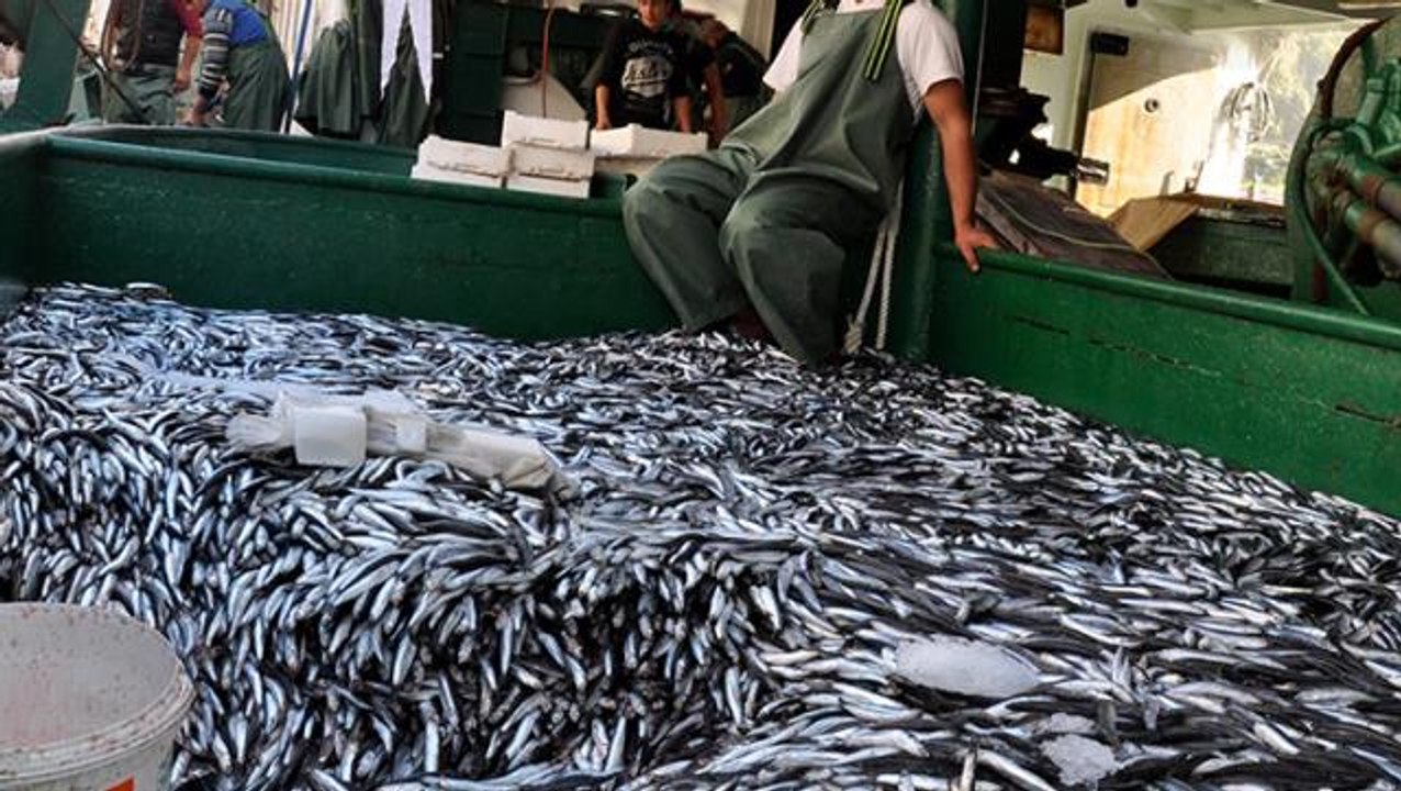 Resmi Gazete'de yayımlandı! Hamsi, istavrit ve sardalyada dökme avcılık yasaklandı