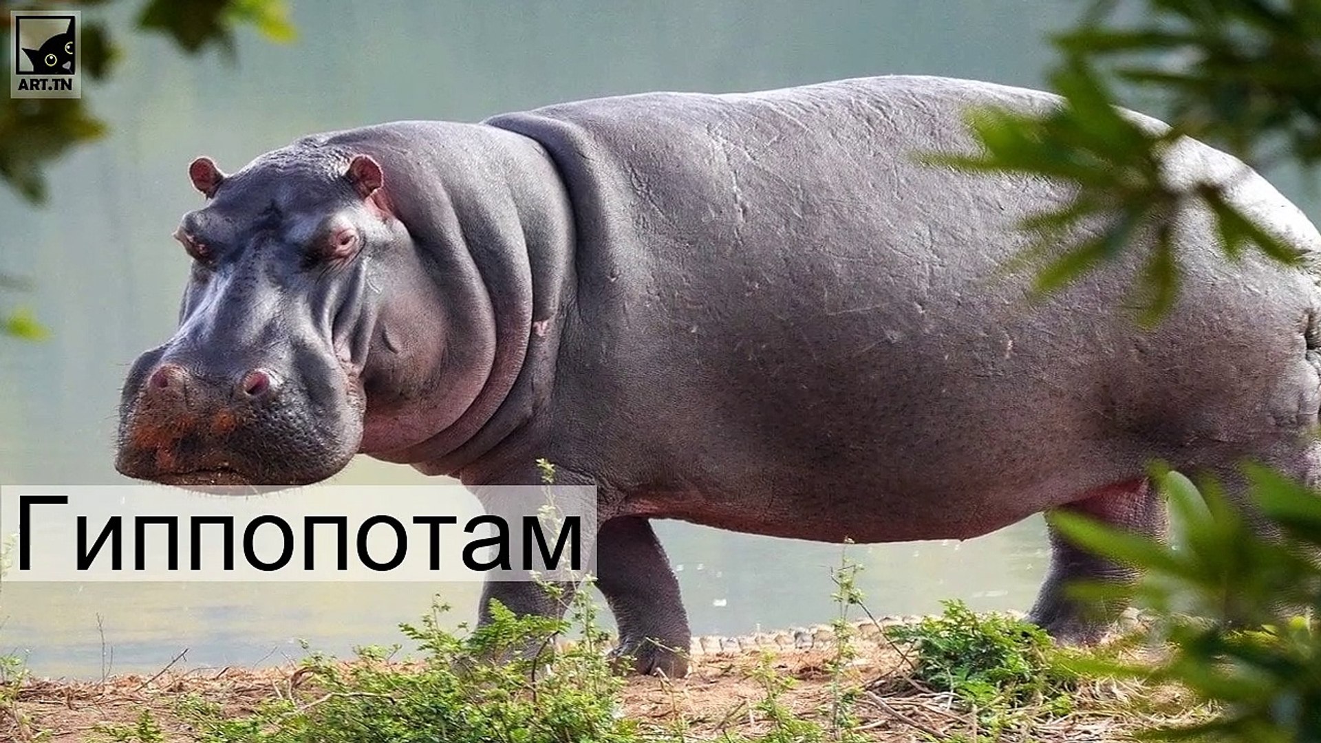 ⁣Топ-10 самых тяжелых животных в мире