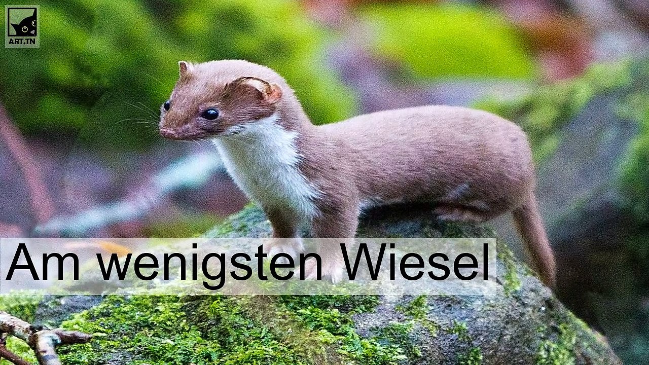 7 Kleinste Säugetiere der Welt