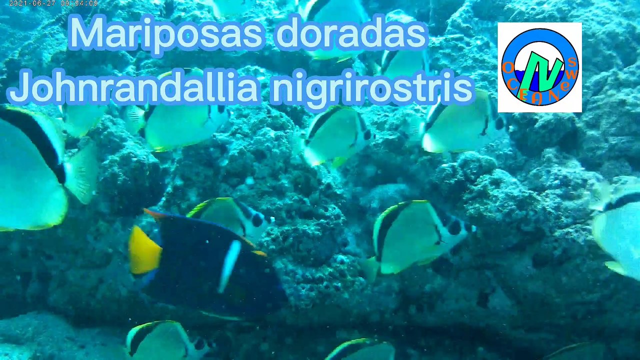 Mariposas doradas, Playa Matapalito, Guanacaste, Costa Rica.