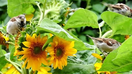 4K Video (Ultra HD) Beautiful Nature Scenery with Relaxing Music sleep music