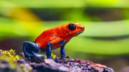 7 حيوانات تبقى على قيد الحياة بعد موتها....|رقم خمسة سيدهشك | ظل حيا لمدة 18شهرا