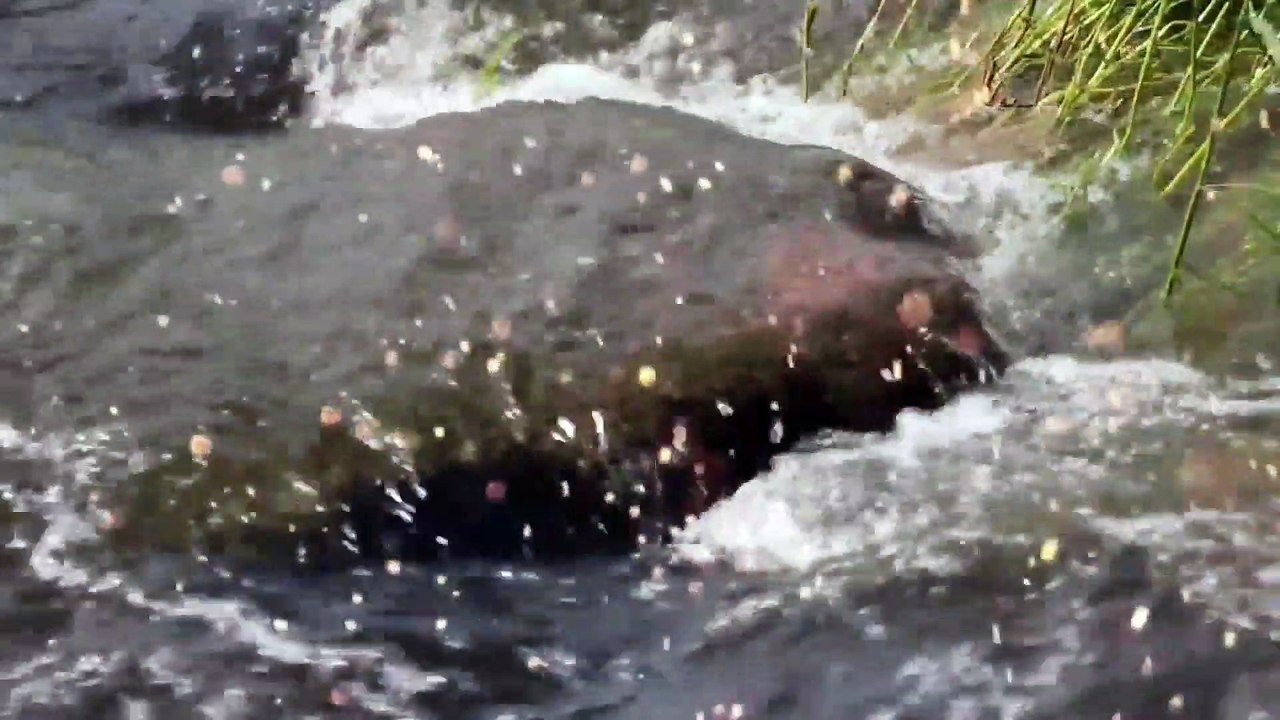 River Relaxing Music, River Mind Refreshing Music, Quiet Music, Study Music