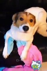 Si te ríes pierdes !!! Mira este video de mascostas y diviértete.2022 If you laugh you lose !!! Watch this video of mascostas and have fun.2022