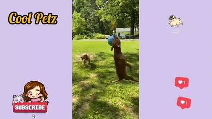 Fanny Dogs & Cats 2021