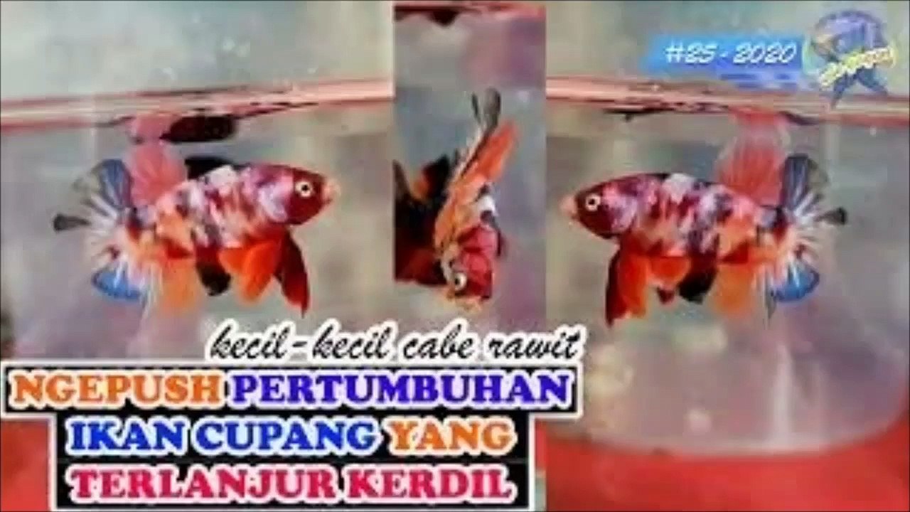 Gampang banget!!!,Begini cara mempercepat pertumbuhan burayak ikan cupang