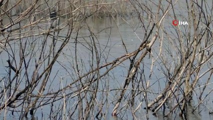 Baraj suyu çekildi, ağaçlar ortaya çıktı