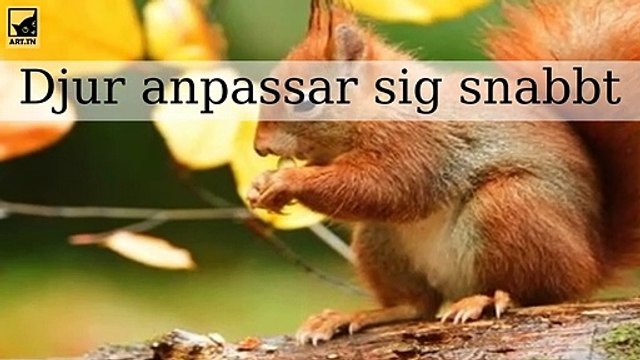 Djur som snabbt anpassar sig för att överleva i städer och nya klimat