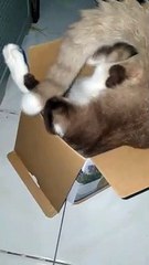 Determined Kitty Tries to Climb Inside Tiny Box