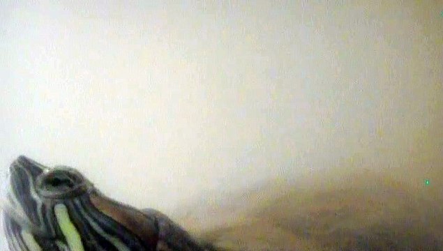 【Lamu chan】3481【ラムちゃん】