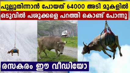 64000 അടി മുകളിൽ പോയ പശു ക്കളെ എയർ ലിഫ്റ്റിങ്ങിലൂടെ കൊണ്ടുവരുന്നു
