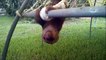 Baby Sloths Being Sloths - FUNNIEST Compilation 1080 x 1920