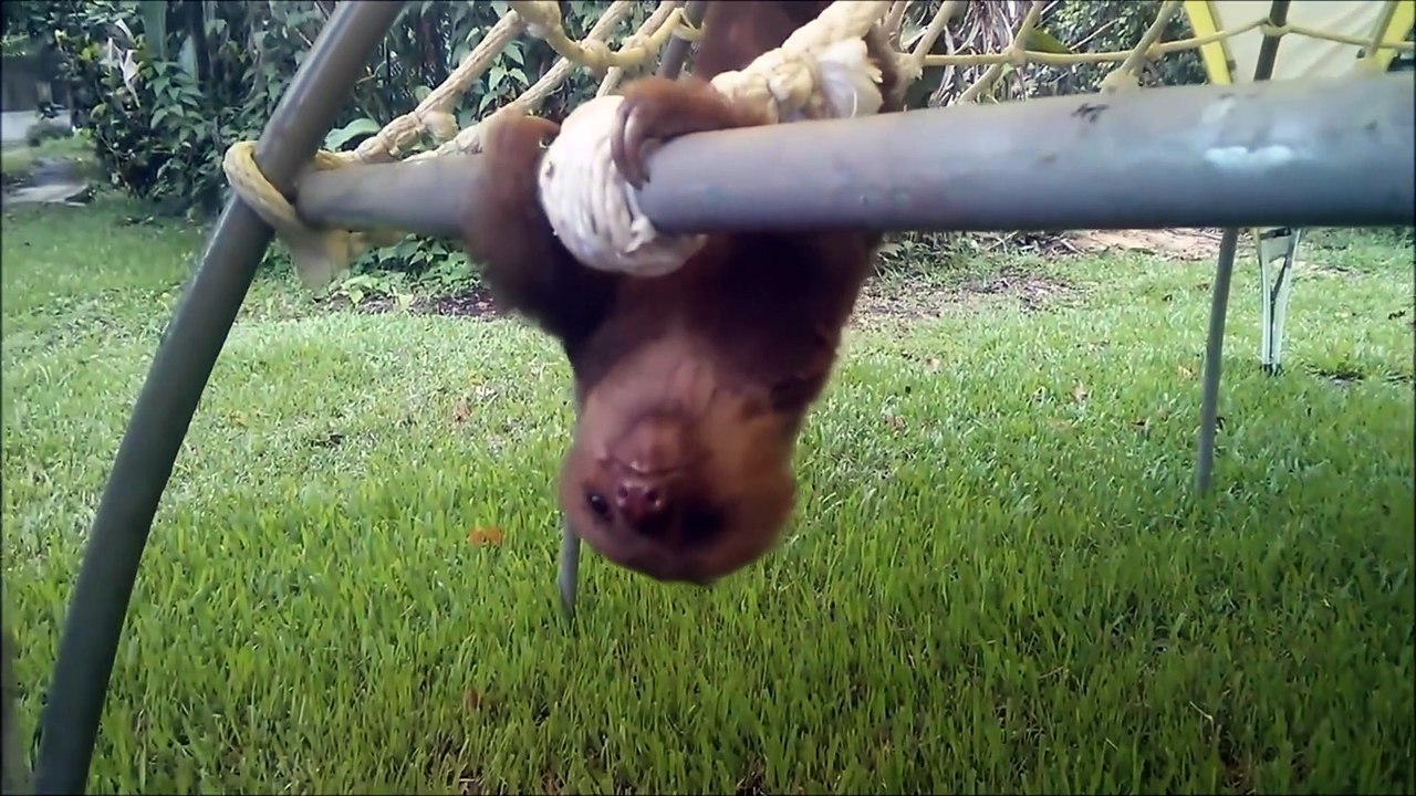 Baby Sloths Being Sloths - FUNNIEST Compilation 1080 x 1920