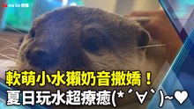 軟萌小水獺奶音撒嬌！ 夏日玩水超療癒