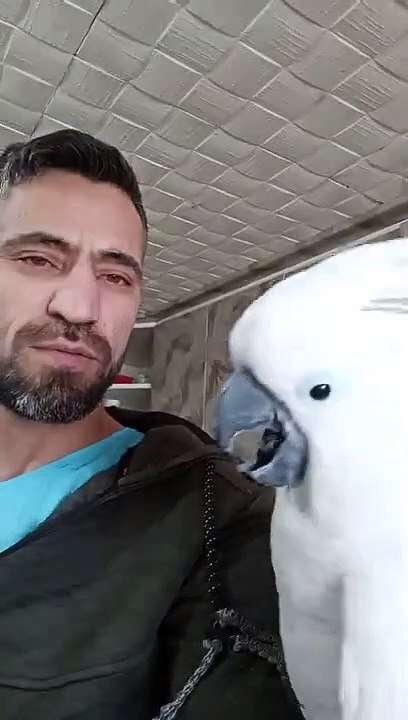 canavar bulut