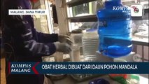 Inovasi Wakil Wali Kota Malang Buat Obat Herbal Peningkat Imun