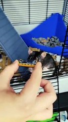 Talented Rat Plays Tiny Harmonica