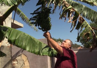 Tire'deki bahçesinde muz yetiştiren üretici, bölge çiftçisine örnek olmak istiyor