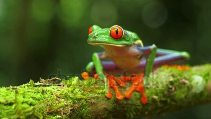 Frogs Animal Fanny Videos