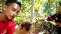 main main di hutan sambil pikat burung