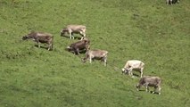 Un helicóptero en Suiza traslada en volandas vacas heridas durante la temporada de pasto