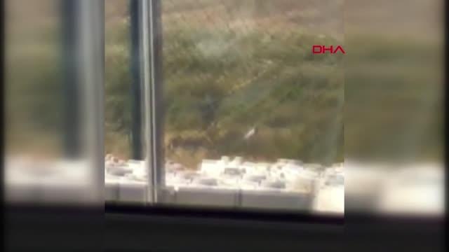 Eşeğe tecavüz etmeye kalkıştığı iddia edilen şoförü sopalarla dövdüler! O anlar cep telefonu kamerasına yansıdı