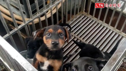 彰化「快樂屋」租約到期 400毛小孩恐再度流浪